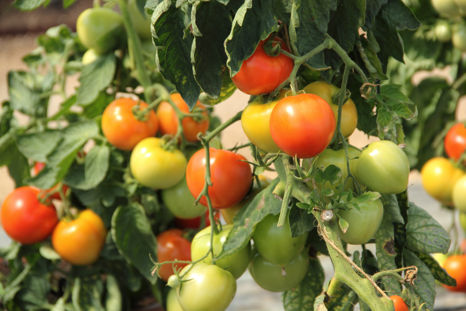 How To: Grow Tomatoes in a Container