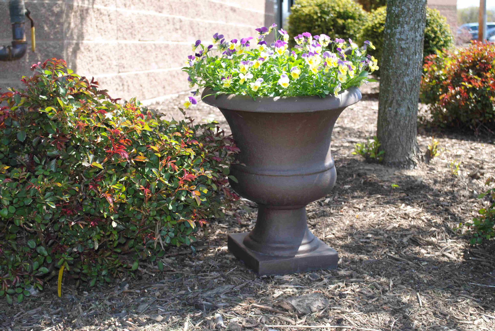 Plant Care Tips For Spring Growth