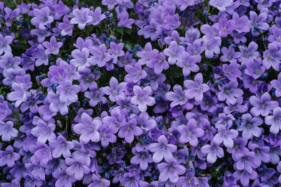 August Garden Check-In: What to Prune, Water, and Watch