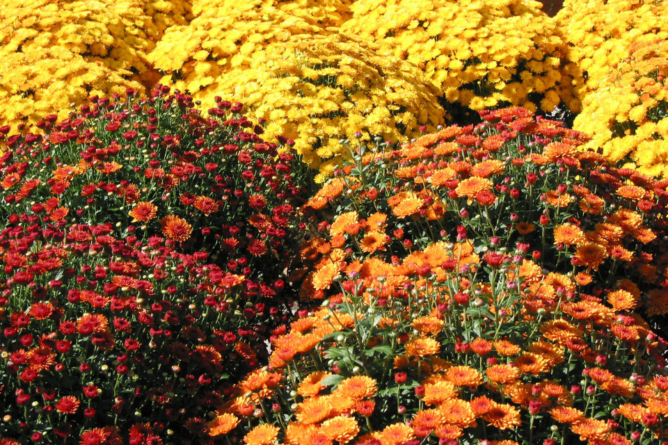 Fall Gardening Tips For Beginners
