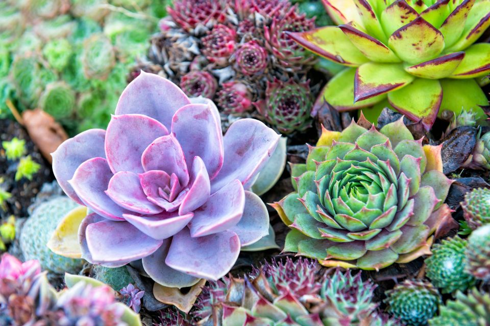 a group of different types of succulents