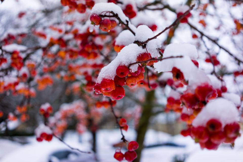 a small snow covered tree with red berries