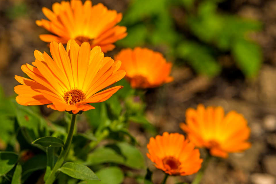 orange flowers