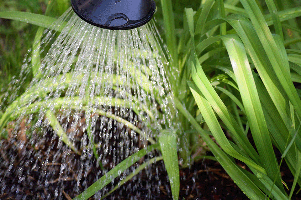 A Guide to Self-Watering Planters