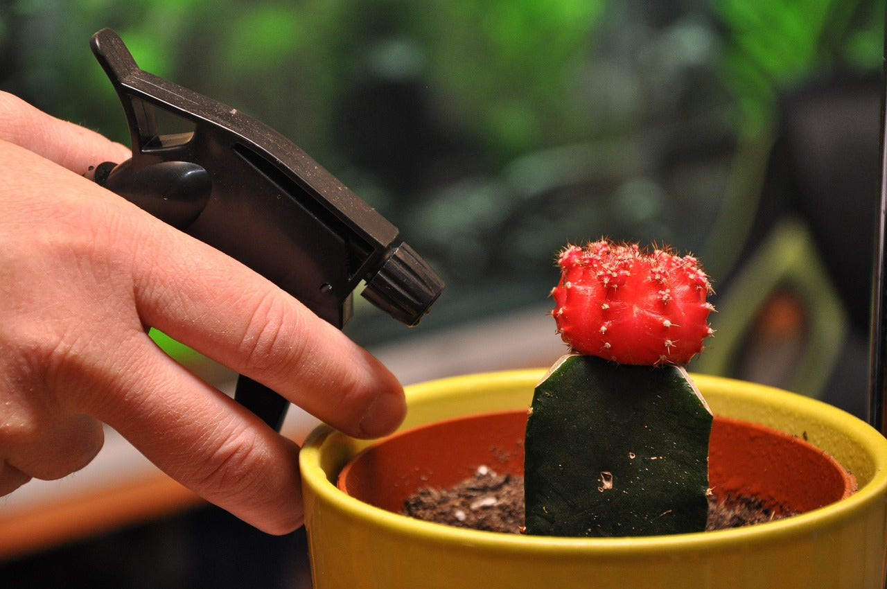 Home Remedies to Protect Your Plants from Pests
