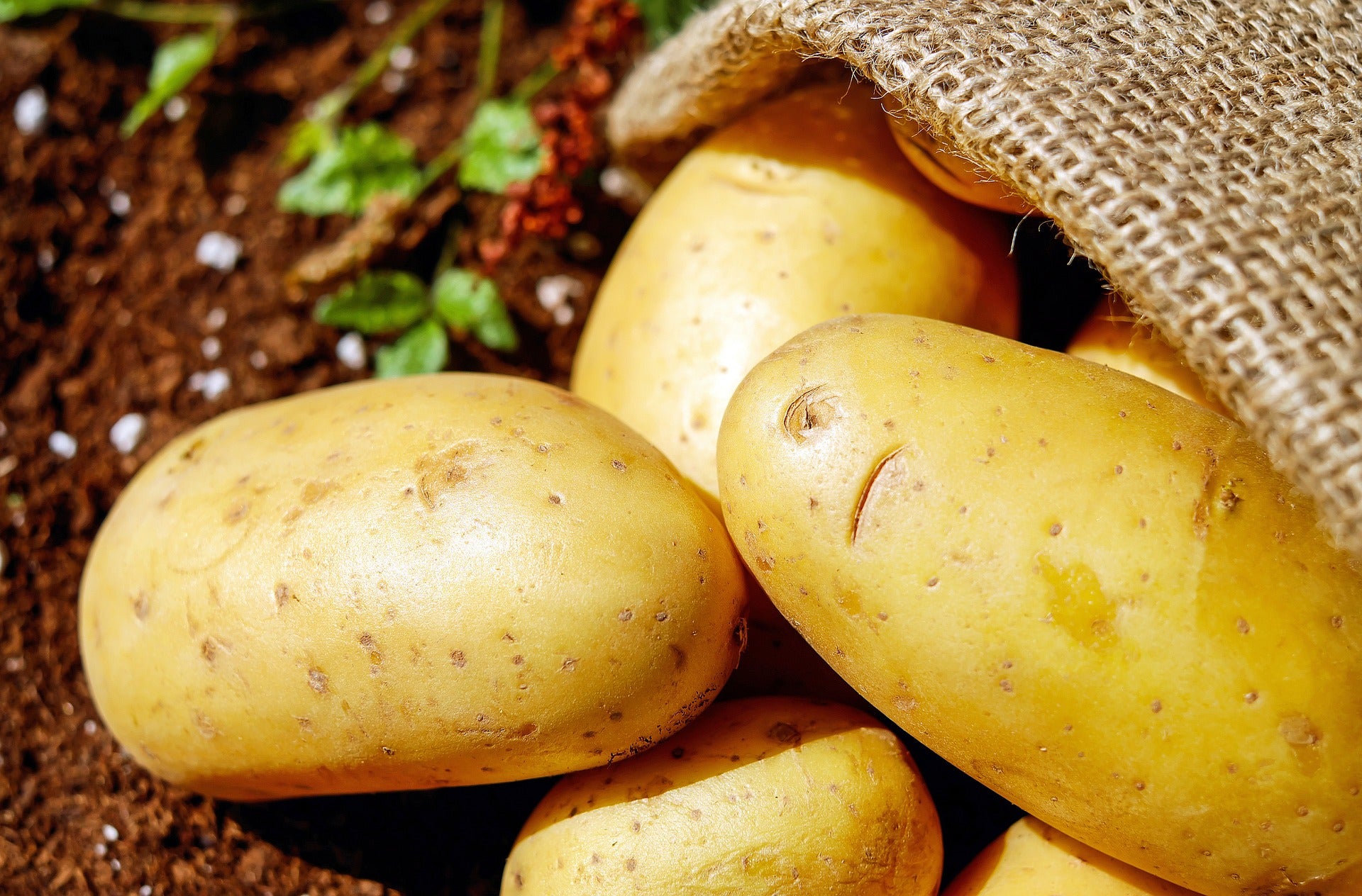 How To: Grow Potatoes In Planters