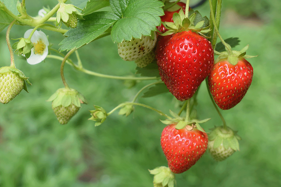 How To: Grow Strawberries in Planters
