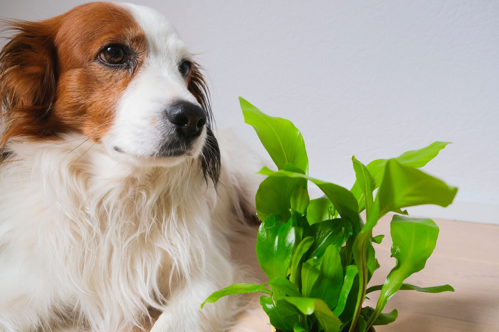 Outdoor plants that are toxic shop to dogs
