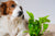 Harmful Outdoor Plants for Dogs